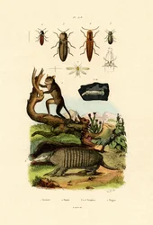 Társio, 1833-39